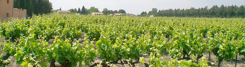 vignes1